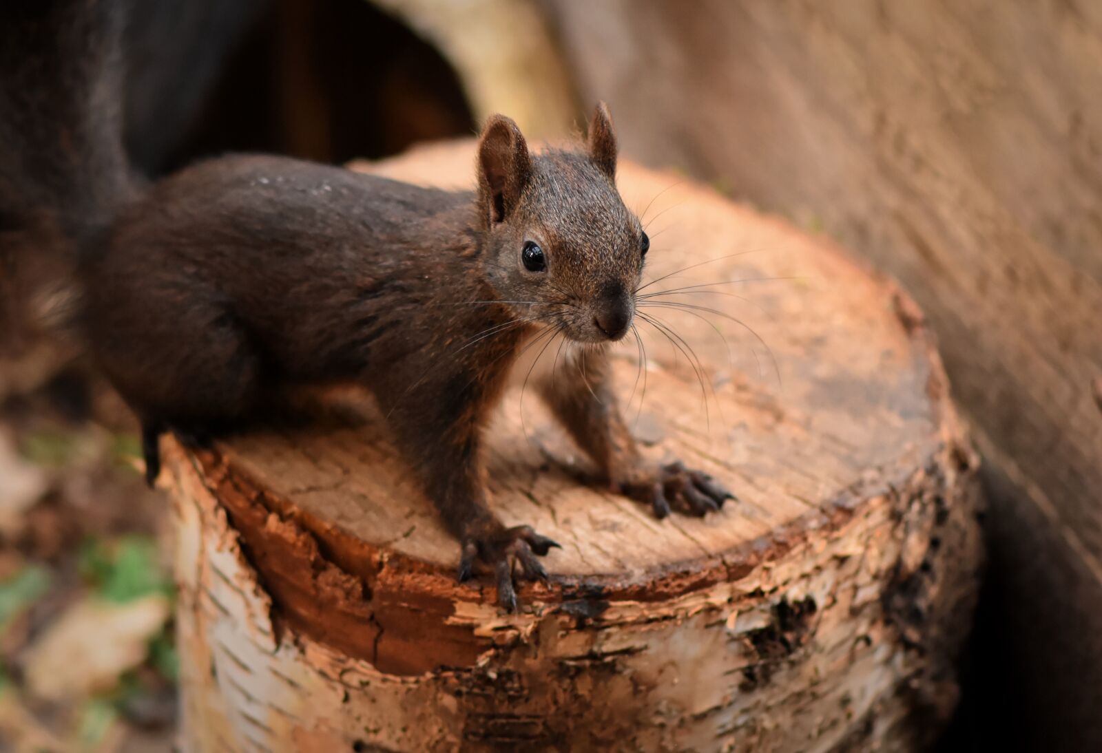 Nikon D7200 sample photo. Squirrel, young animal, small photography