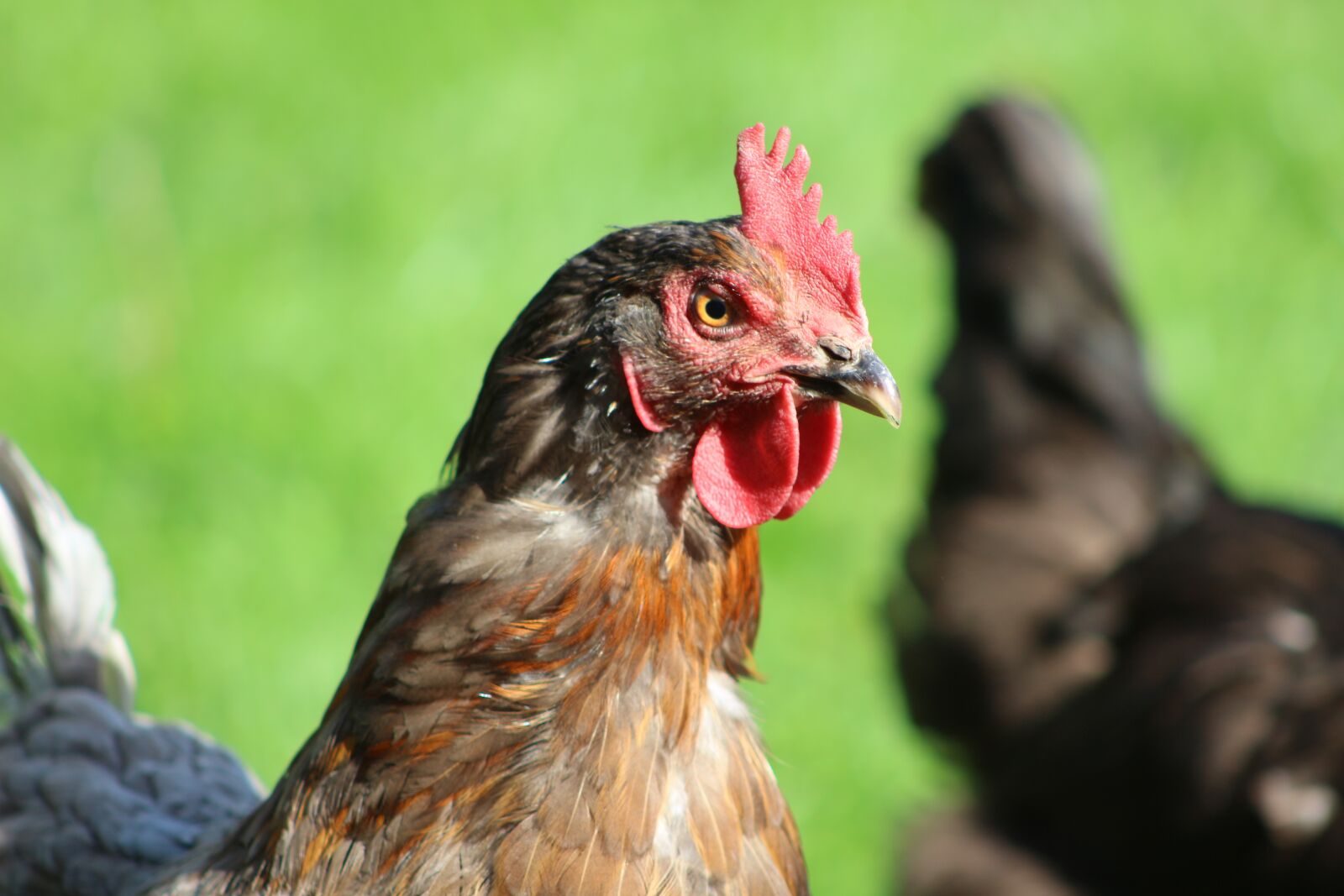 Canon EF75-300mm f/4-5.6 sample photo. Chicken, feather, bird photography