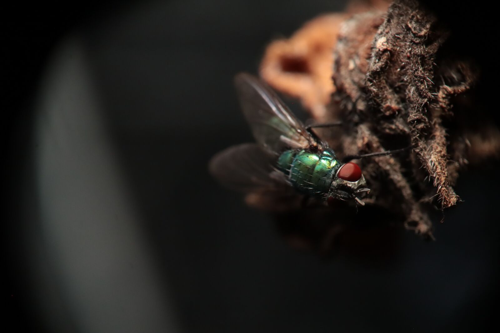 Canon EOS M50 (EOS Kiss M) sample photo. Insect, fly, lucilia photography