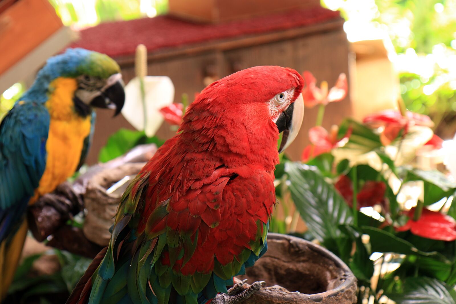 Canon EOS 7D Mark II sample photo. Parrot, ara, bird photography