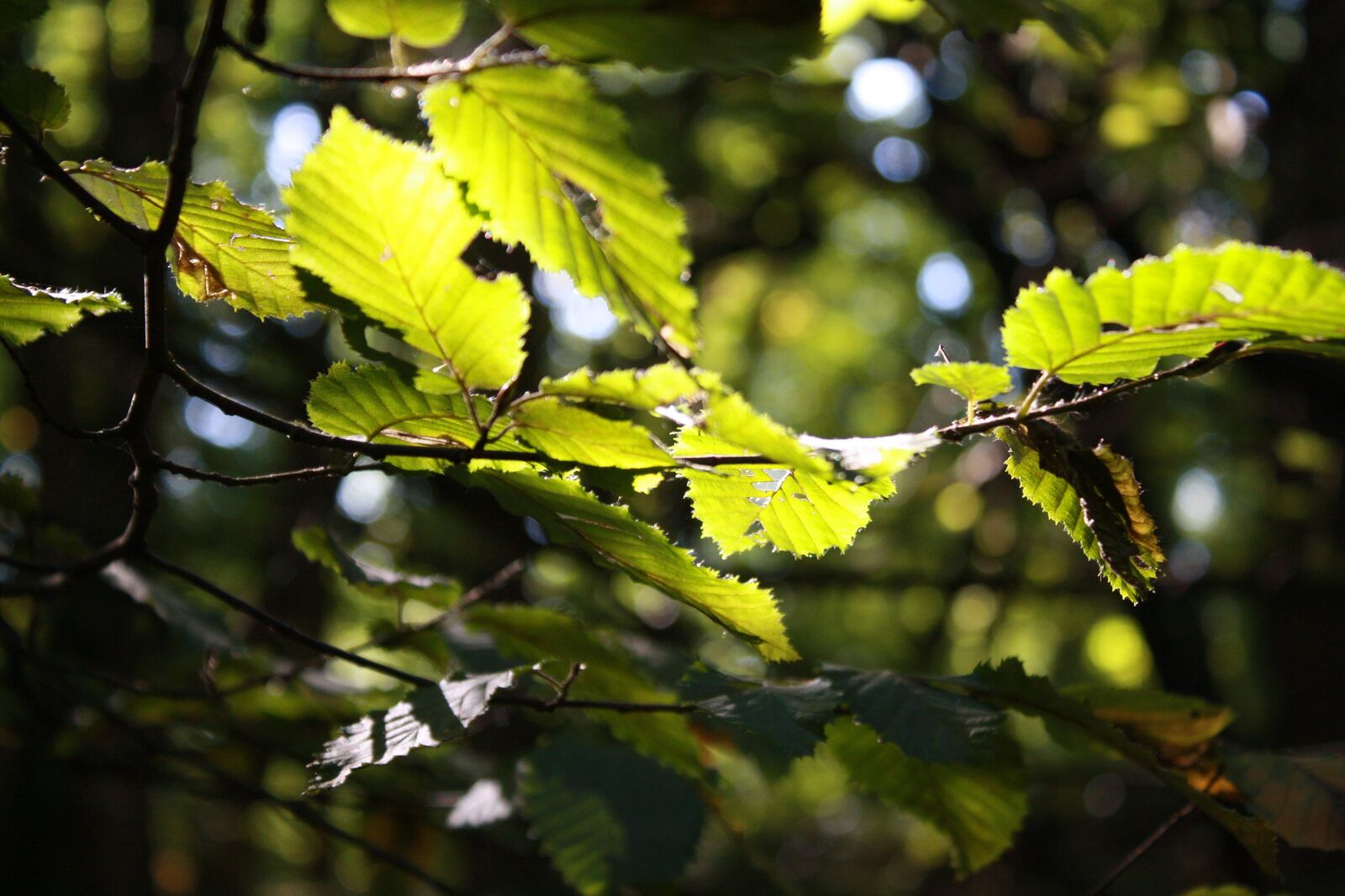 Canon EOS 1000D (EOS Digital Rebel XS / EOS Kiss F) sample photo. Lellaf, autumn, leaves photography
