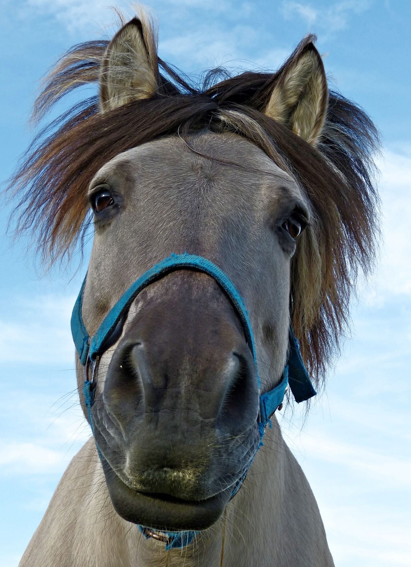 Panasonic Lumix DMC-FZ150 sample photo. Horse, head, animal photography