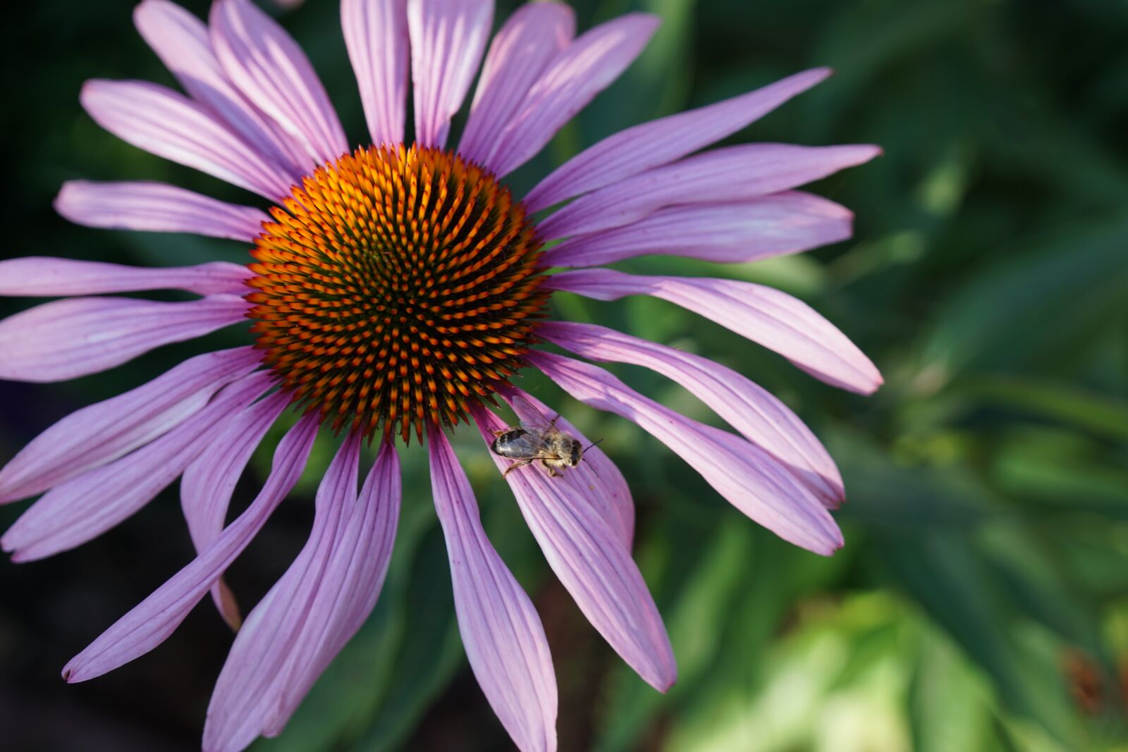 Sony a6000 + Sony Vario-Tessar T* E 16-70mm F4 ZA OSS sample photo. Nature, flower, plant photography