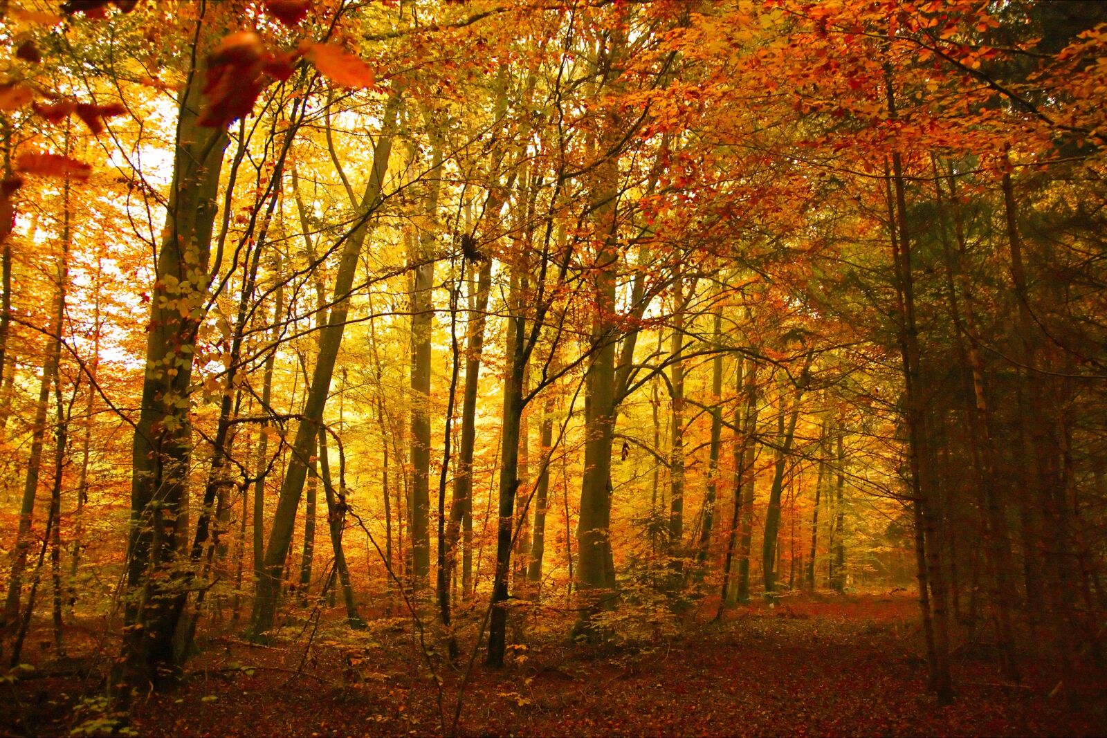 Canon EOS 40D sample photo. Autumn, golden, trees photography