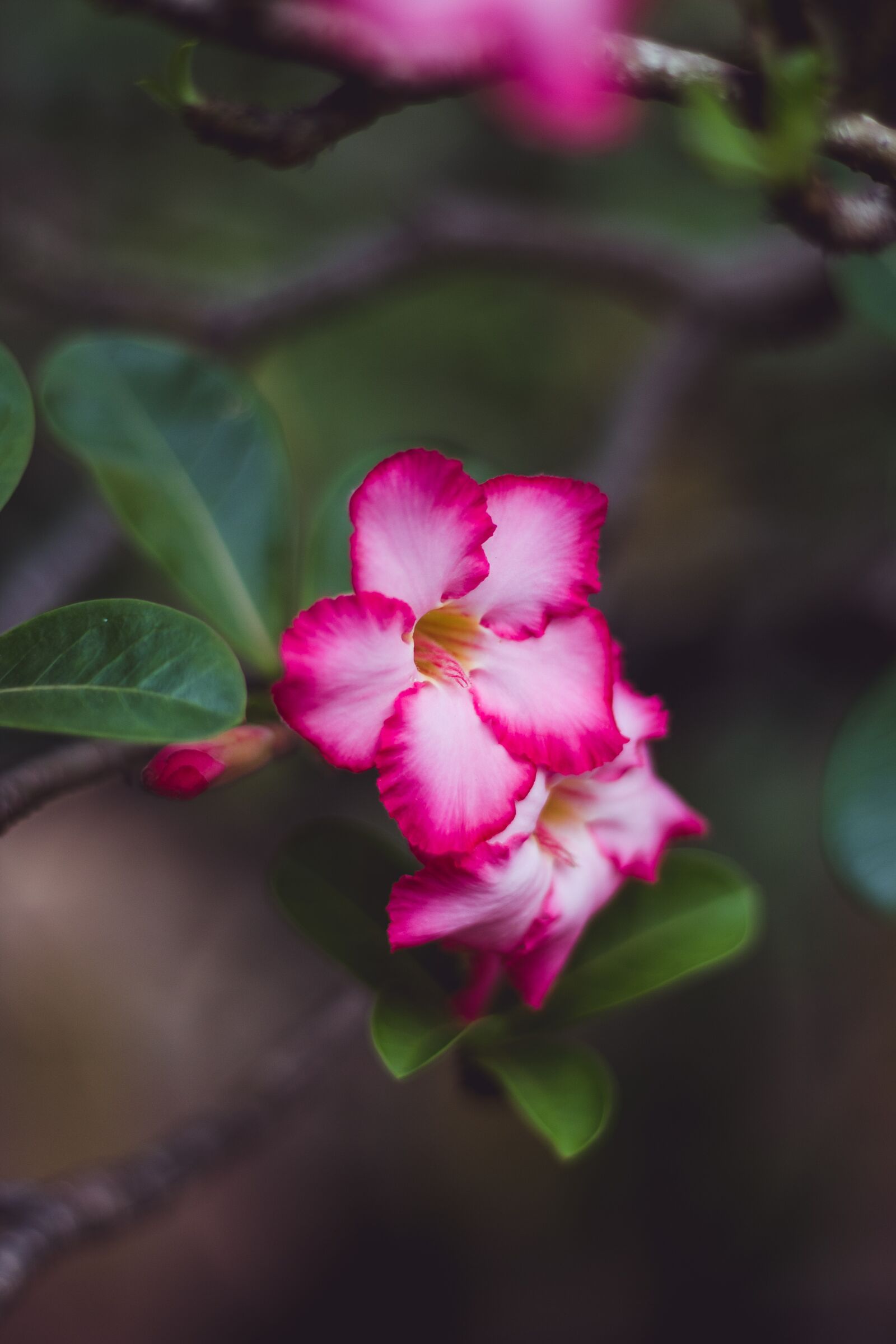 Canon EOS 700D (EOS Rebel T5i / EOS Kiss X7i) sample photo. Flowers, cho, bouquet photography