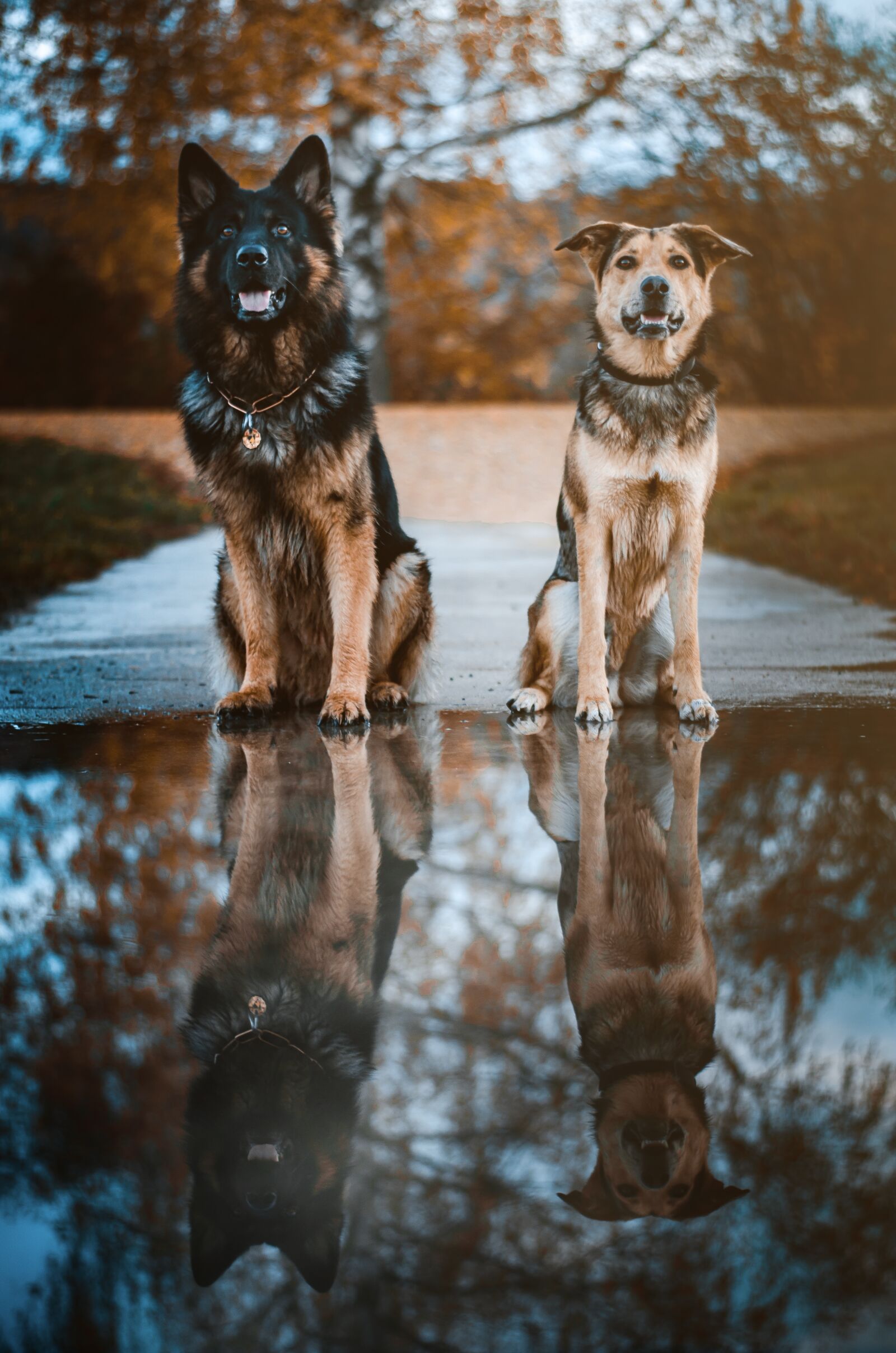 Nikon D7000 sample photo. Dog, reflection, water photography