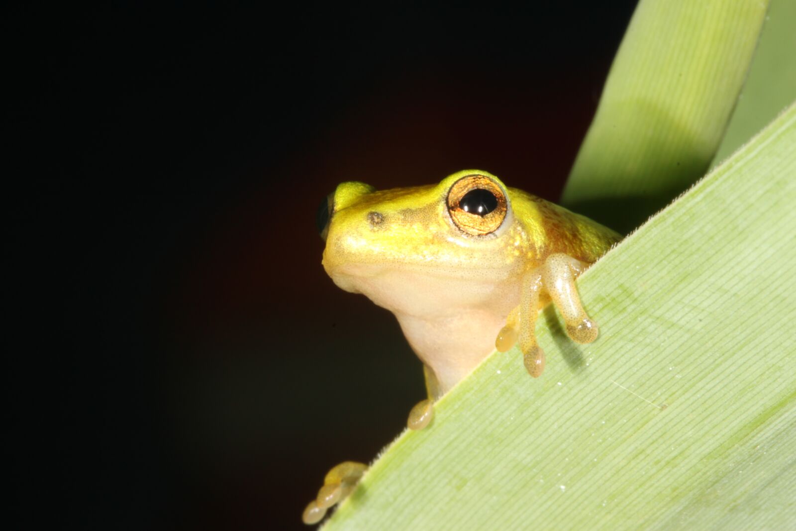 Canon EOS 500D (EOS Rebel T1i / EOS Kiss X3) sample photo. Frog, durban, south africa photography