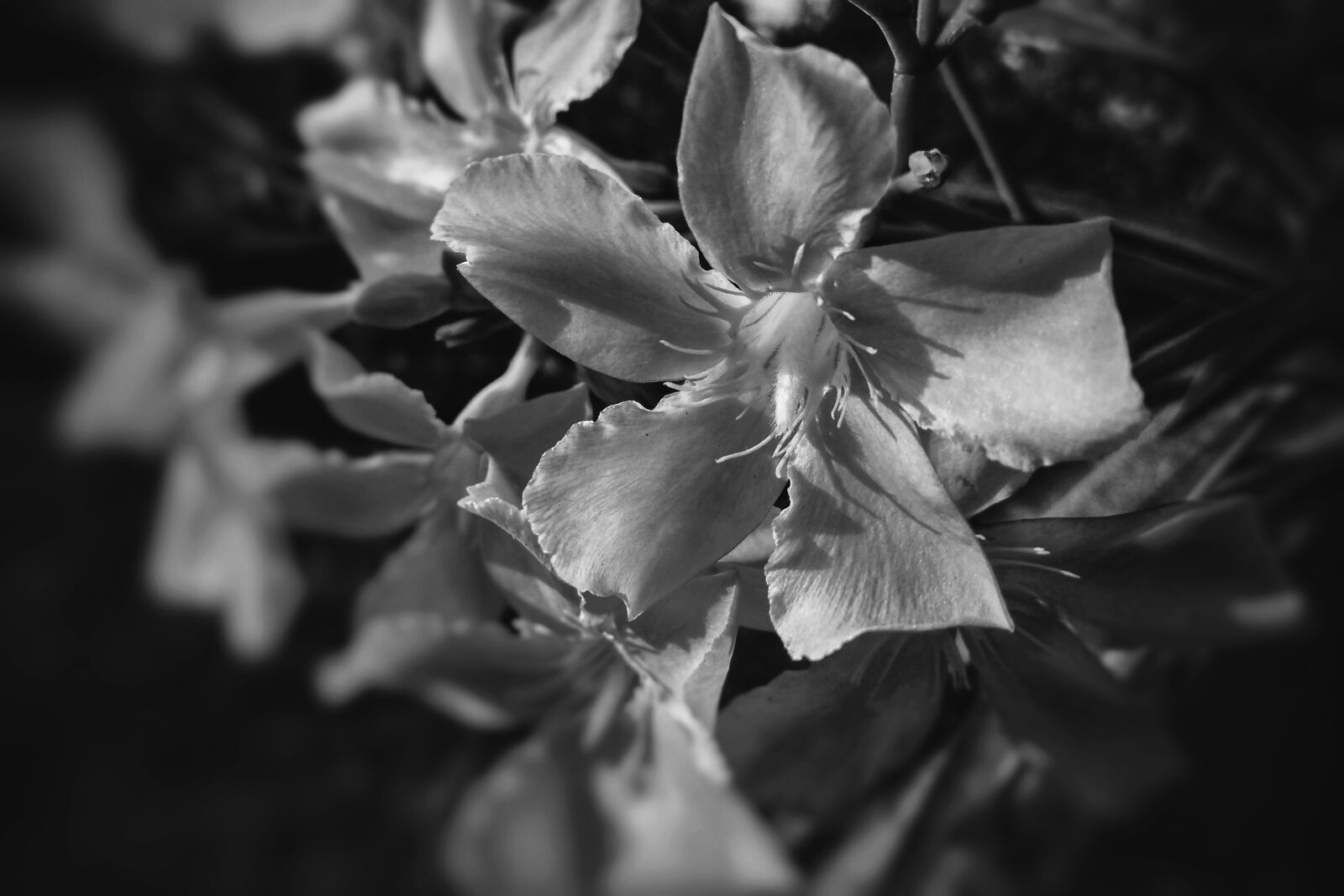 Xiaomi Redmi 4A sample photo. Flower, leaf, flora photography