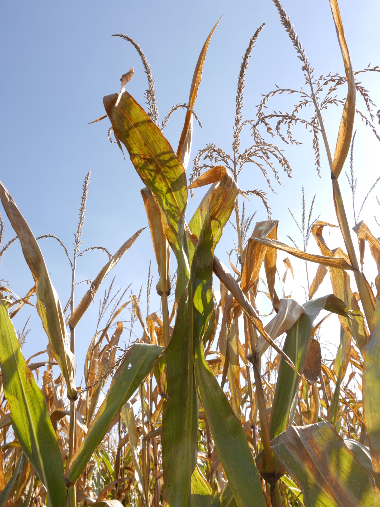 Panasonic Lumix DMC-G6 sample photo. Corn, autumn, harvest photography
