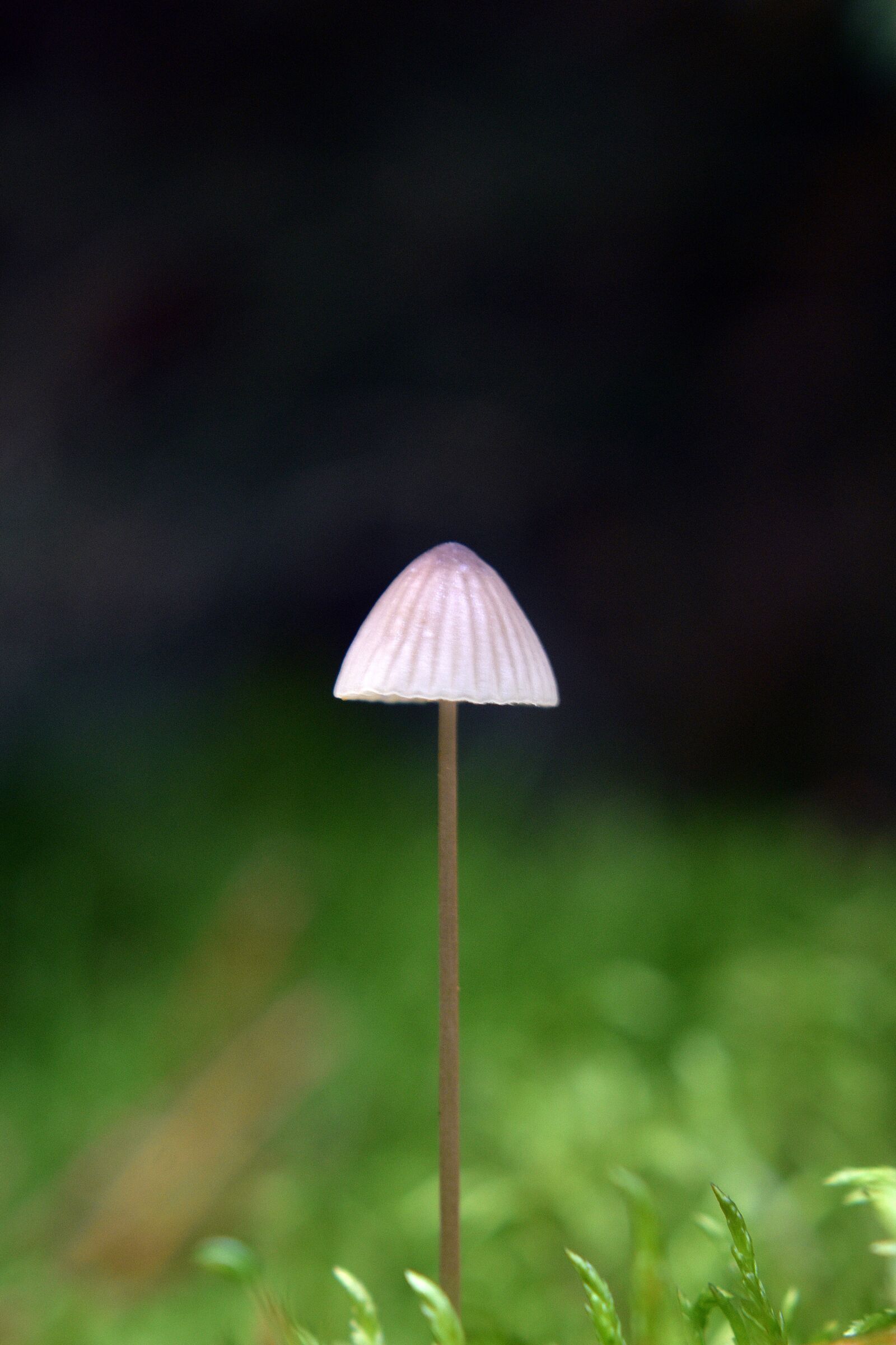 Nikon D3400 sample photo. Mushroom, toadstool, nature photography