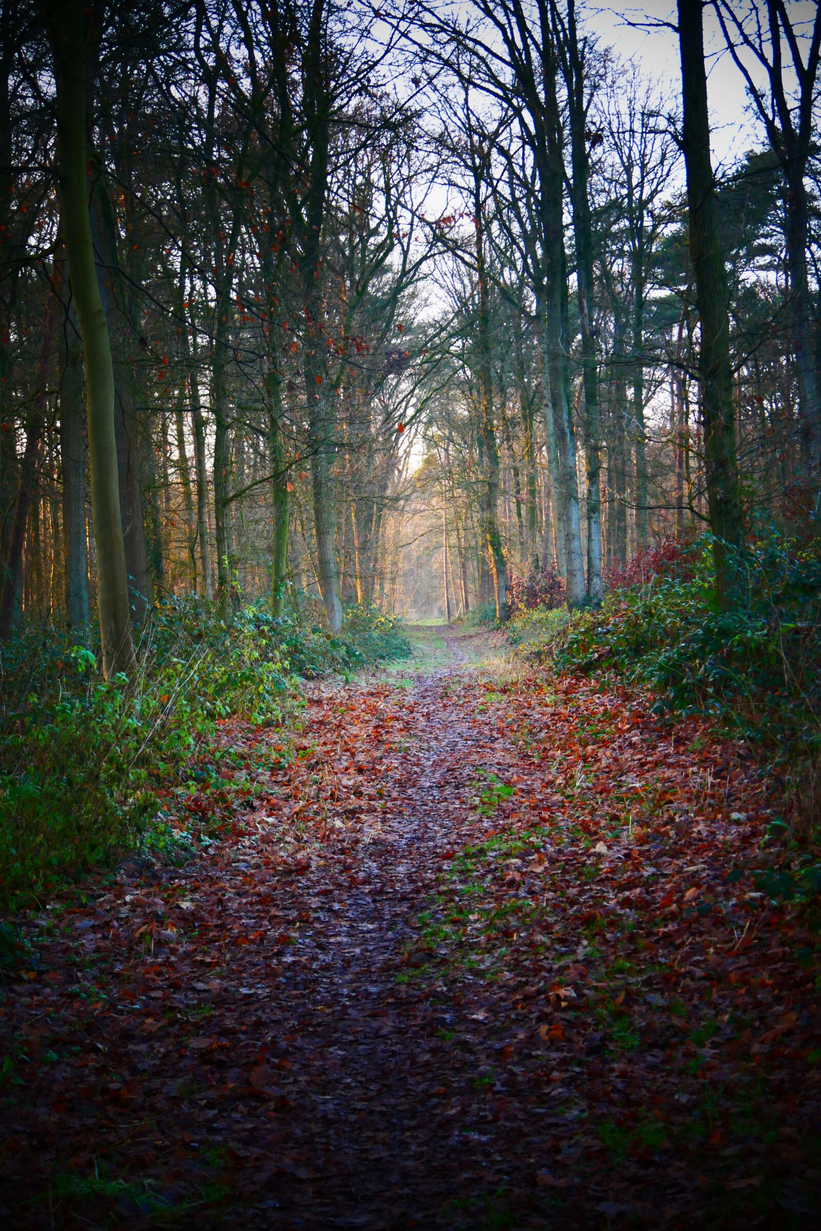 Panasonic Lumix DMC-G85 (Lumix DMC-G80) sample photo. Forest, forest path, vote photography