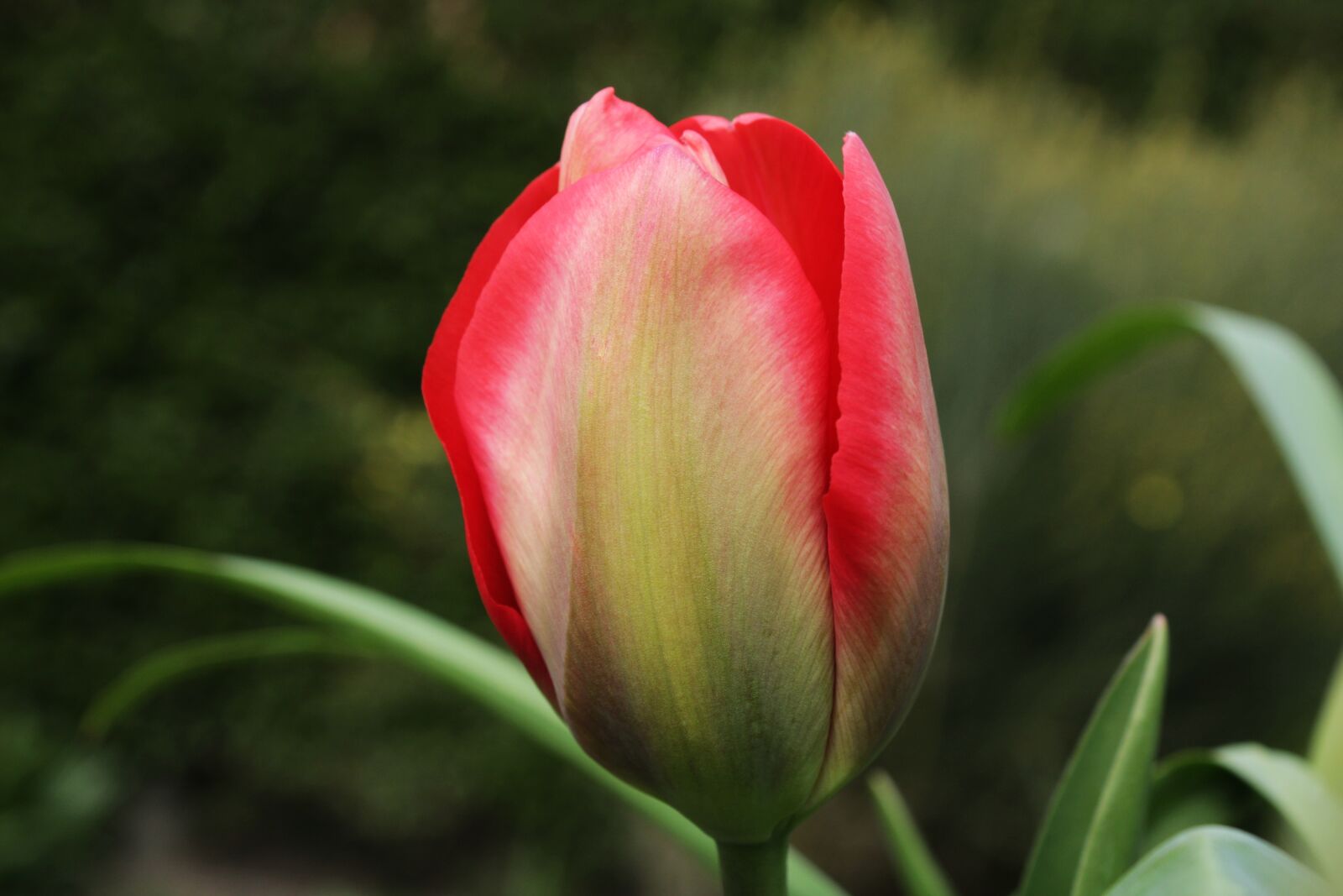 Canon EOS 2000D (EOS Rebel T7 / EOS Kiss X90 / EOS 1500D) sample photo. Tulips, green flower, nature photography