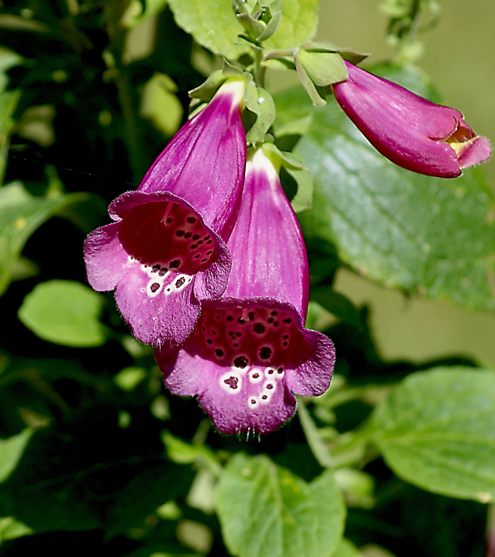 Sony Alpha DSLR-A100 sample photo. Flowers, ringtones, plant photography