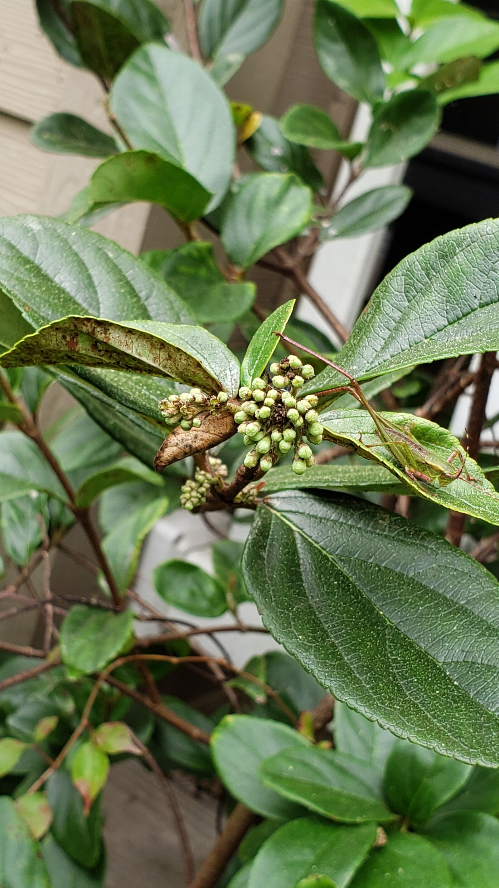 Samsung Galaxy Note9 sample photo. Wild greenery, florida, fast photography