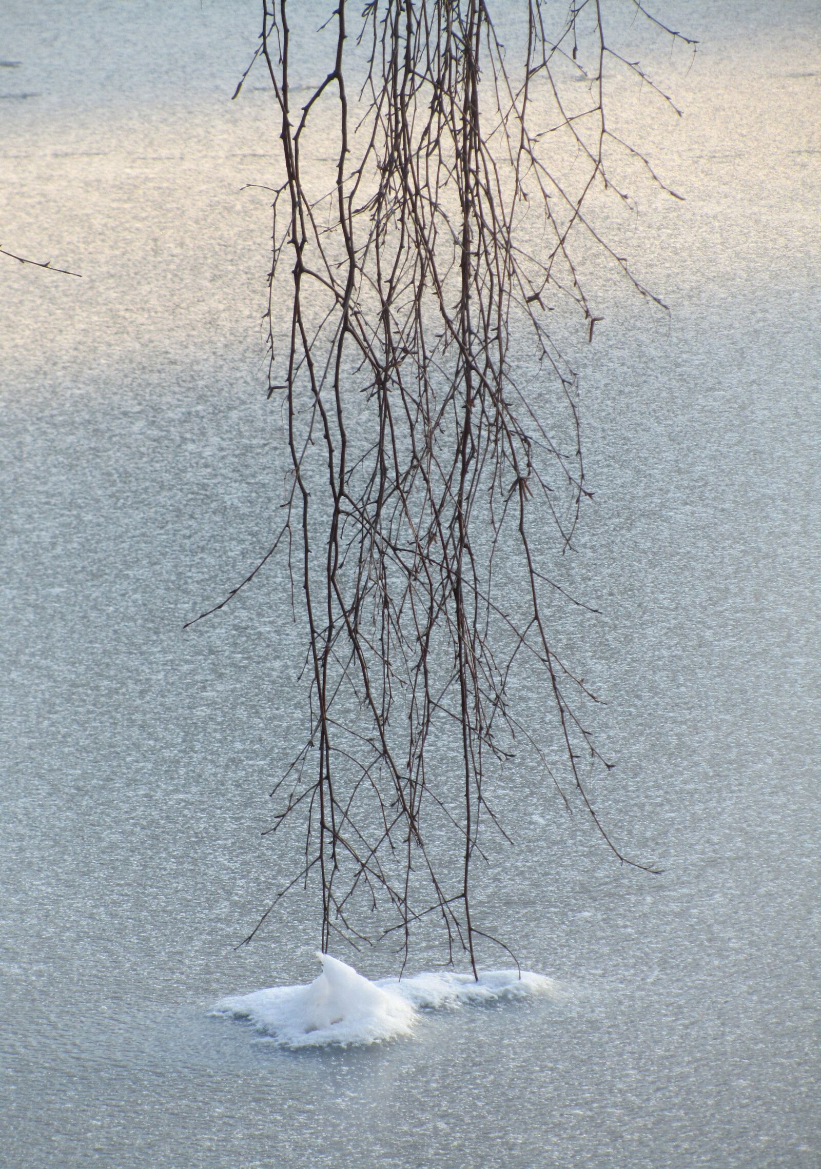 Canon PowerShot SX210 IS sample photo. Ice, tree, snow photography