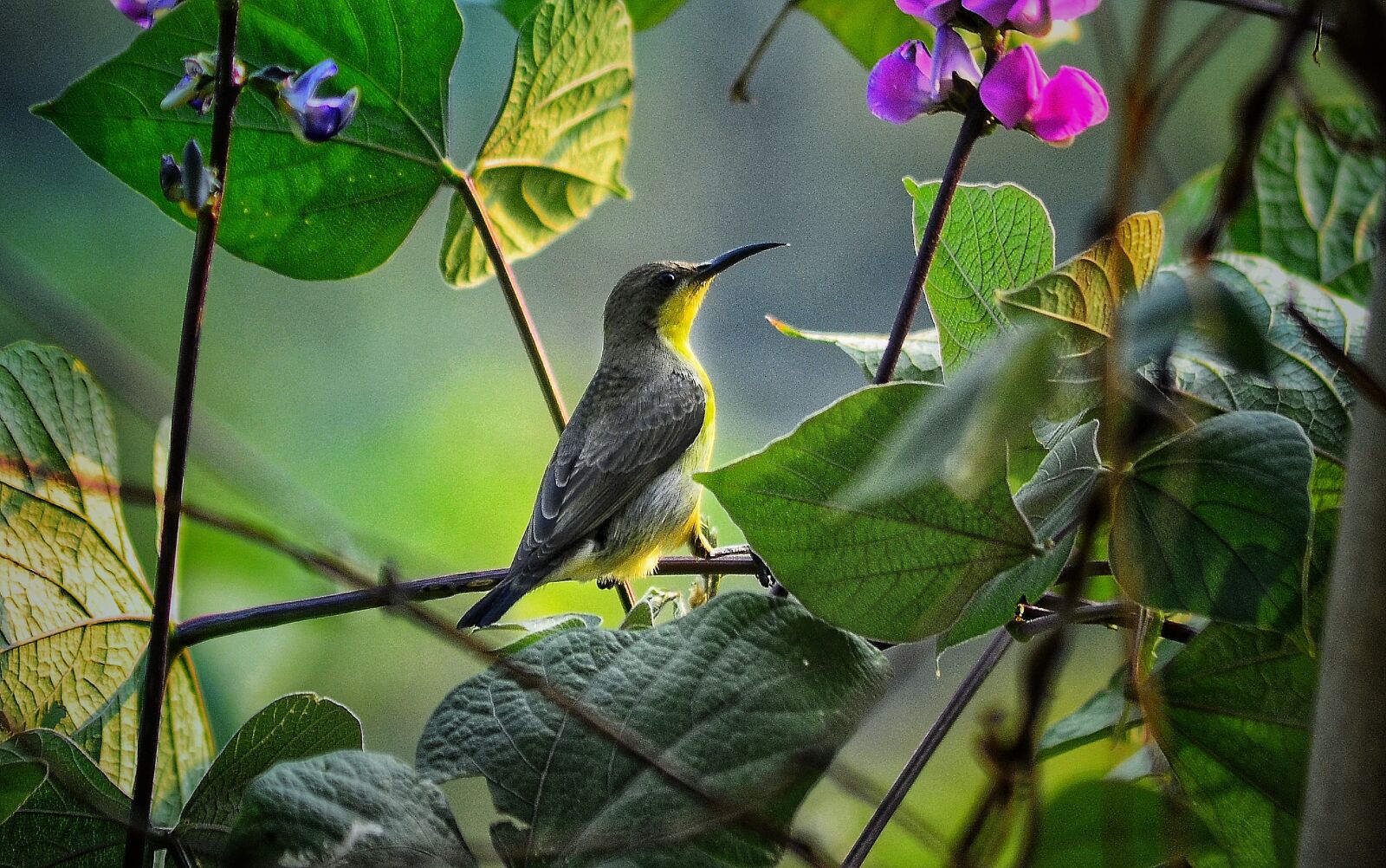 Nikon D5100 sample photo. Bird, animal, beautiful photography