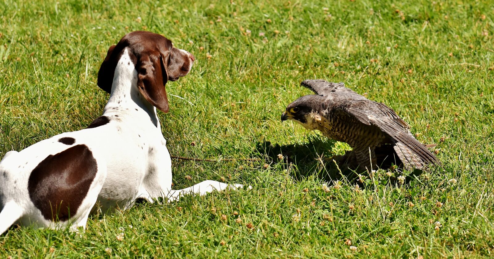 Nikon D7200 sample photo. Falcon, dog, raptor photography