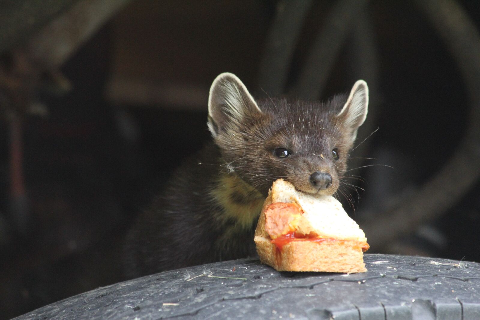 Canon EF 70-300mm F4-5.6 IS USM sample photo. Cute, mammal, animal photography