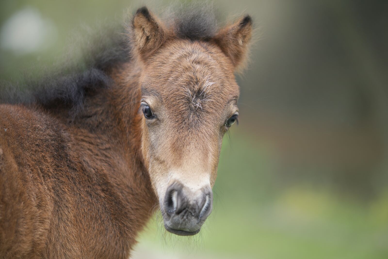 Canon EF 70-200mm F2.8L USM sample photo. Foal, horse, animal photography