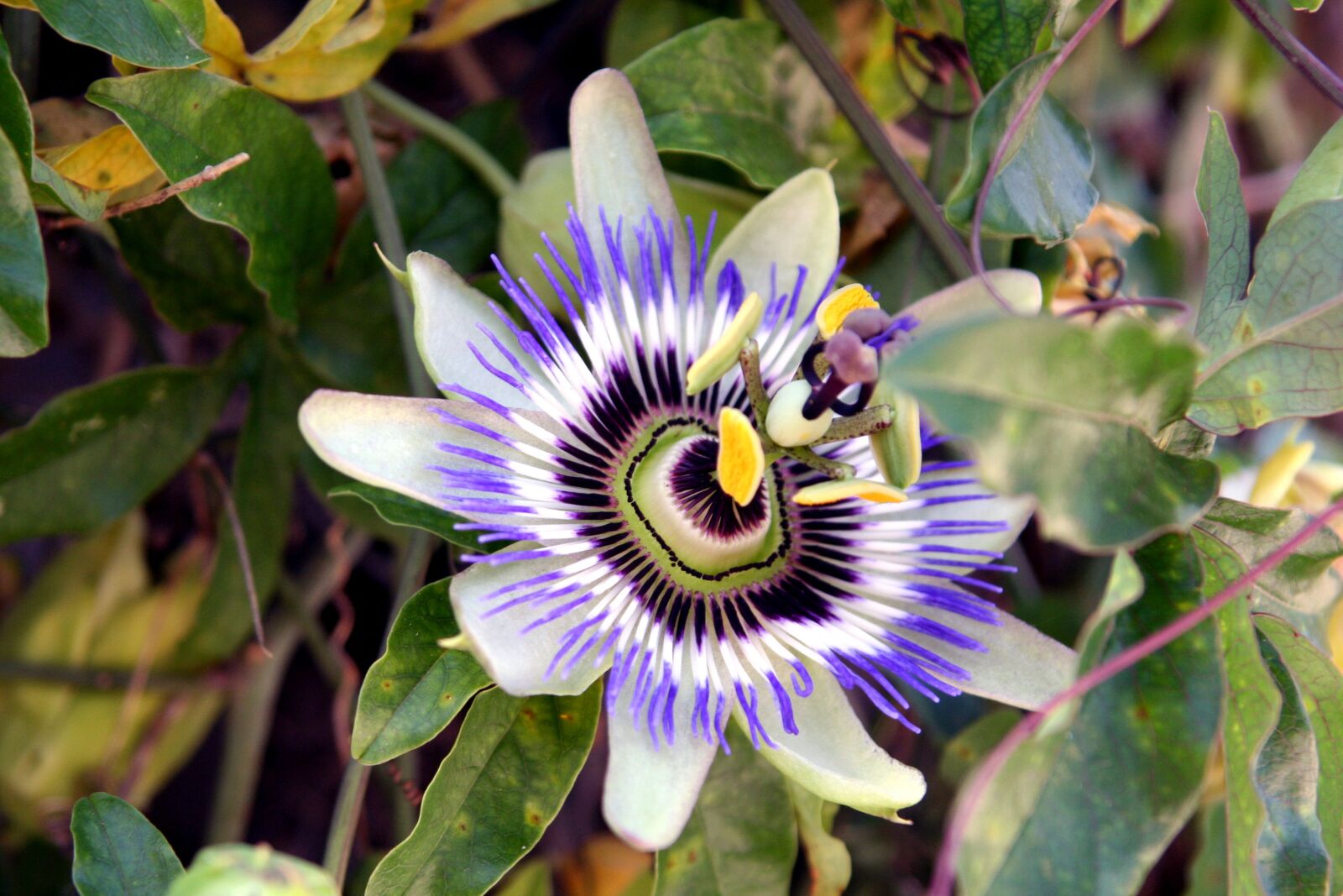 Canon EOS 350D (EOS Digital Rebel XT / EOS Kiss Digital N) sample photo. Flower, passionflower, garden photography