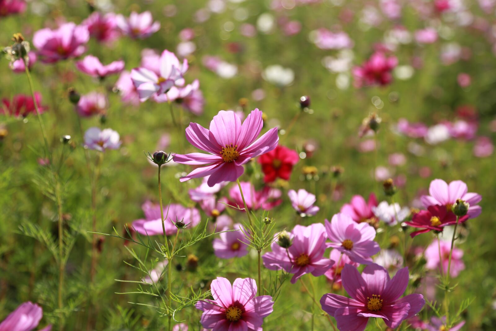 Canon EF 24-105mm F4L IS USM sample photo. Cosmos, flowers, nature photography