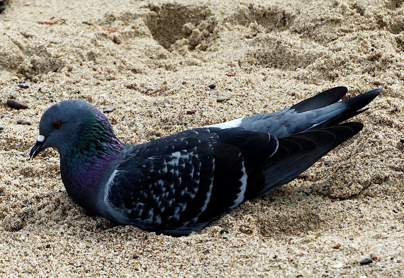Panasonic Lumix DMC-FZ200 sample photo. Bird, seagull, beach photography