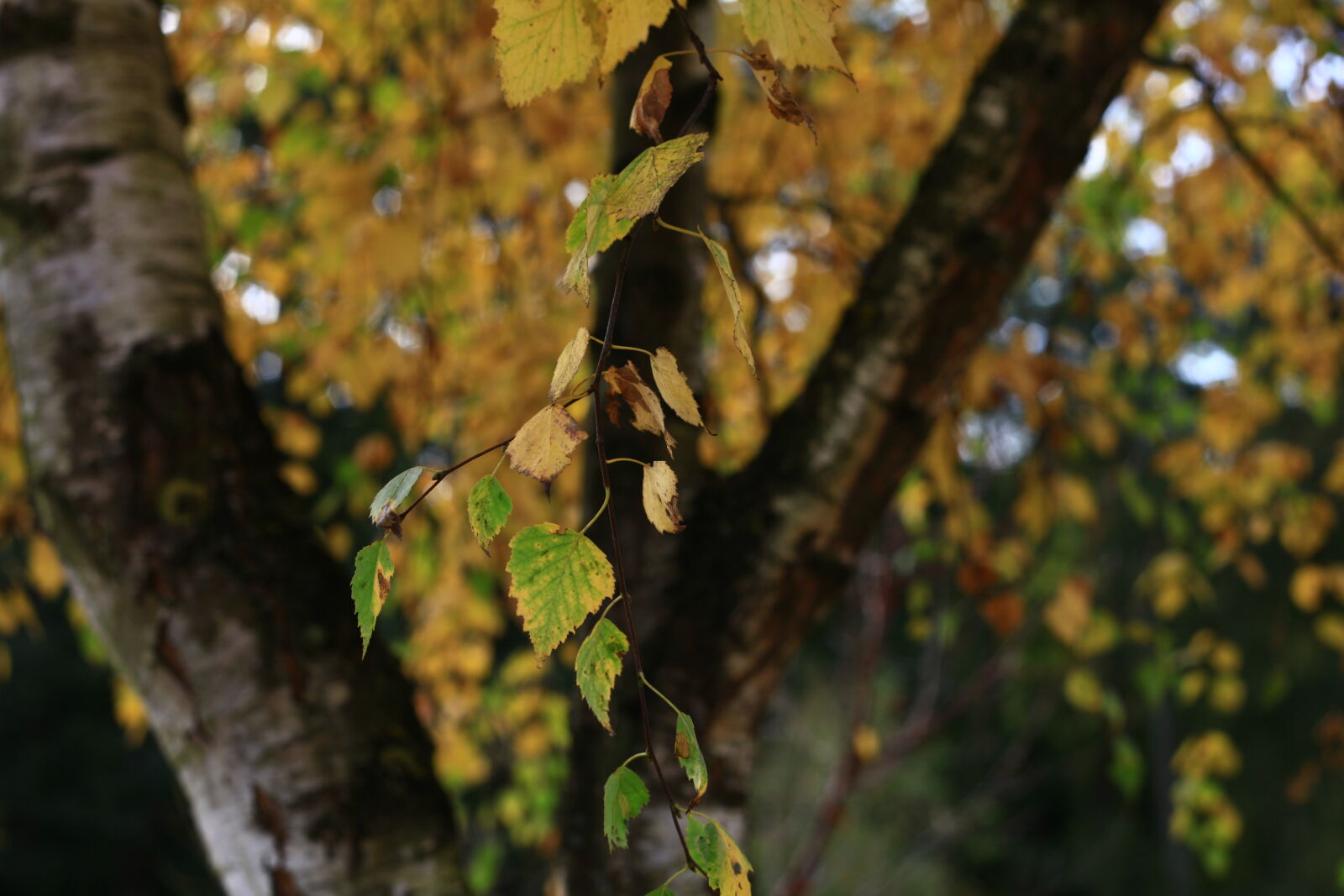 Canon EF 50mm F1.8 II sample photo. Autumn, leaves, tree, yellow photography