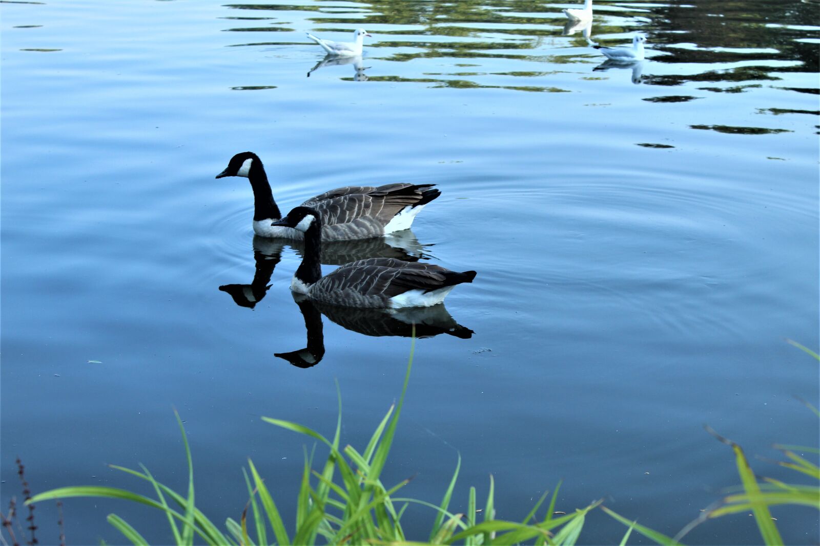 Canon EOS 4000D (EOS Rebel T100 / EOS 3000D) sample photo. Duck, bird, nature photography