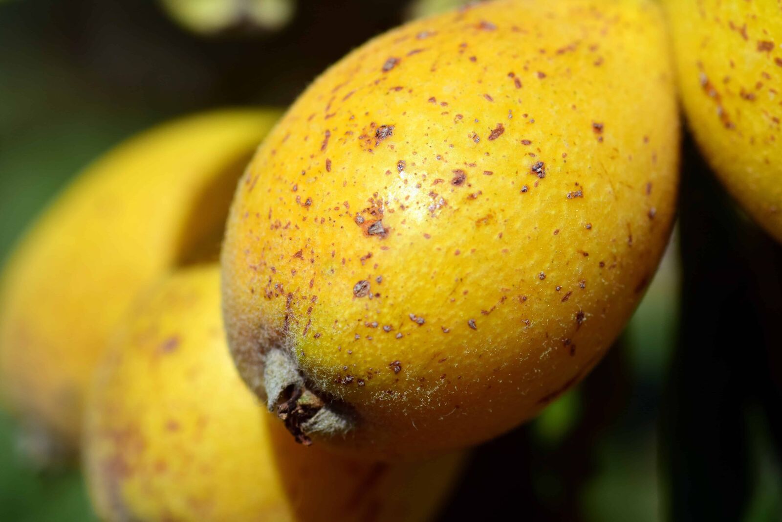 Nikon D3300 sample photo. Nature, food, medlar fruit photography