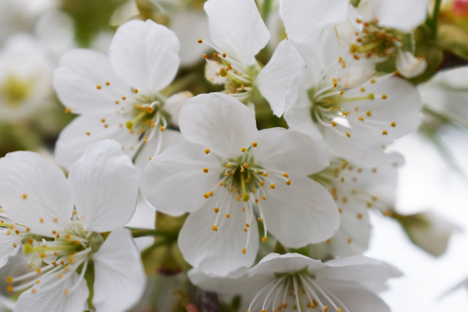 Nikon D3300 sample photo. Spring, cherries, flowers photography