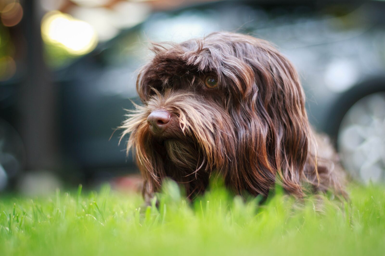 Canon EOS 30D sample photo. Havanese, dog, pet photography