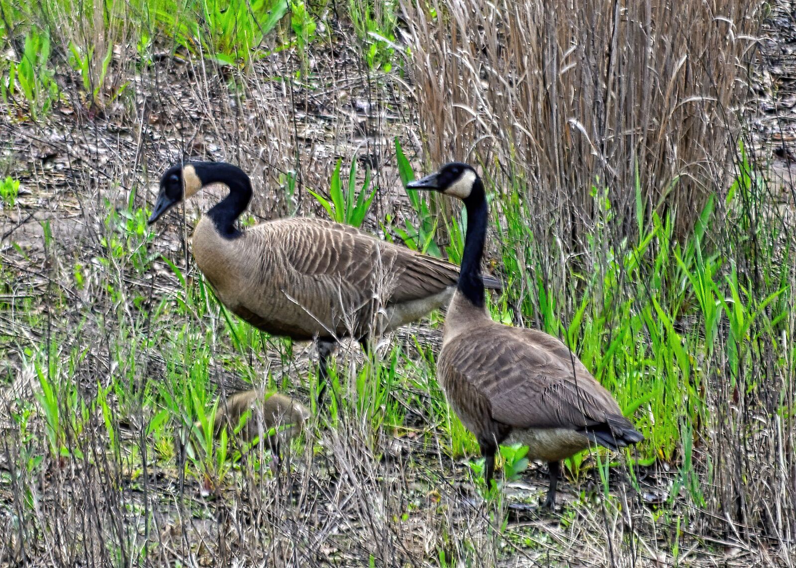 Nikon D3300 sample photo. Geese, marsh, canadian photography