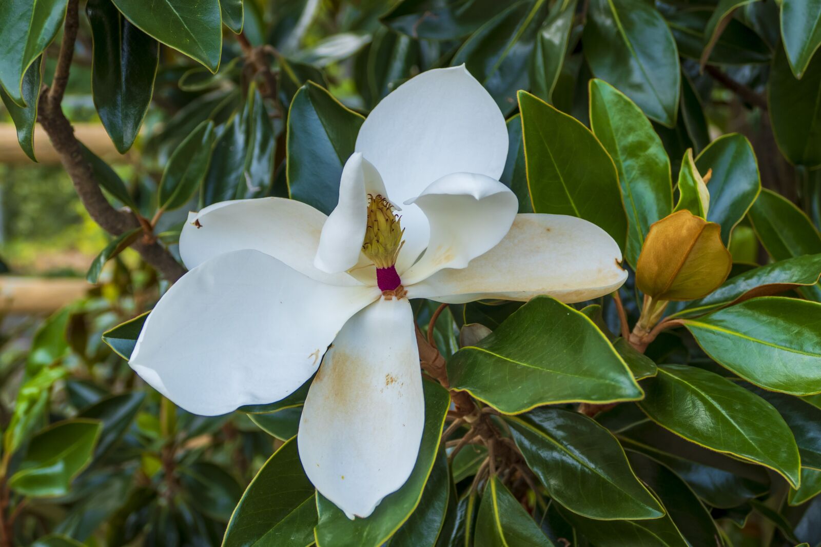 Panasonic Lumix DMC-FZ1000 sample photo. Flower, magnolia, tree photography