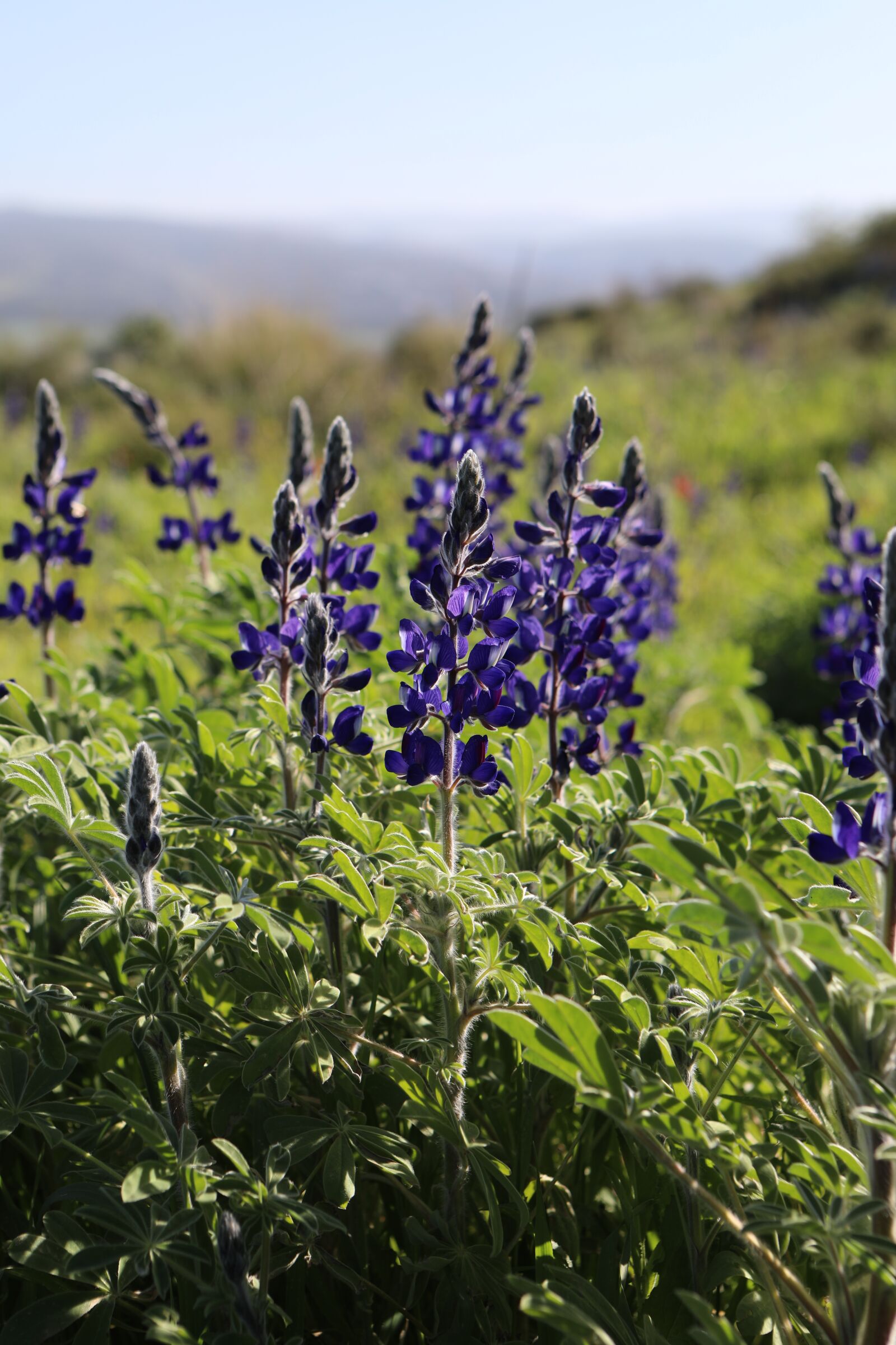 Canon EOS 5D Mark IV sample photo. Purple, nature, bloom photography