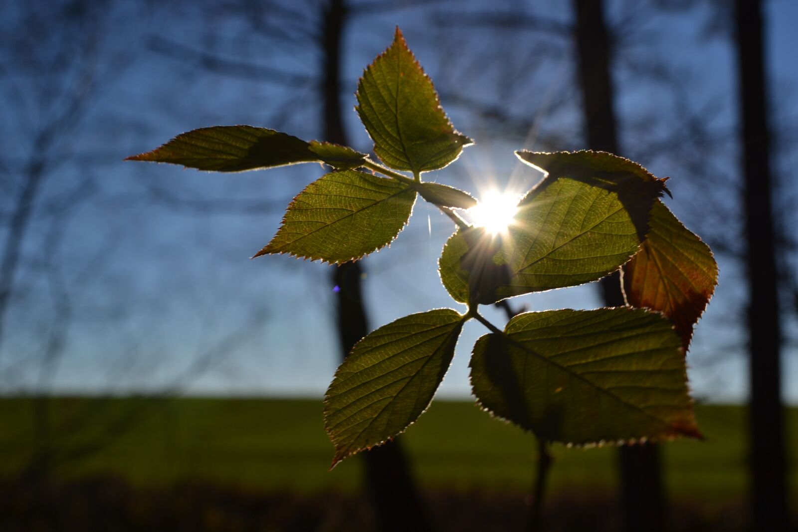 Nikon D3100 sample photo. Sun, foliage, branch photography