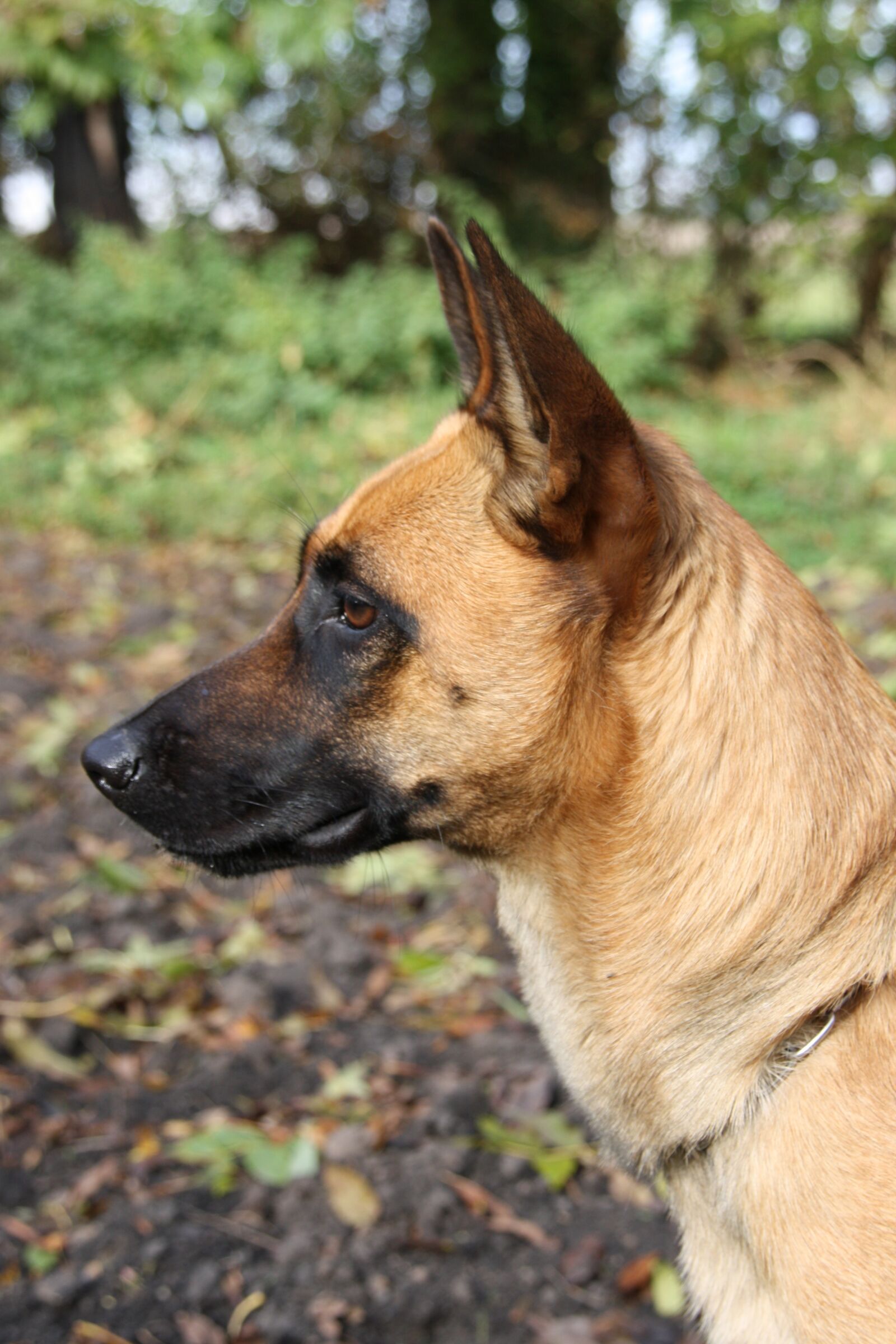 Canon EOS 450D (EOS Rebel XSi / EOS Kiss X2) sample photo. Malinois, belgian shepherd dog photography
