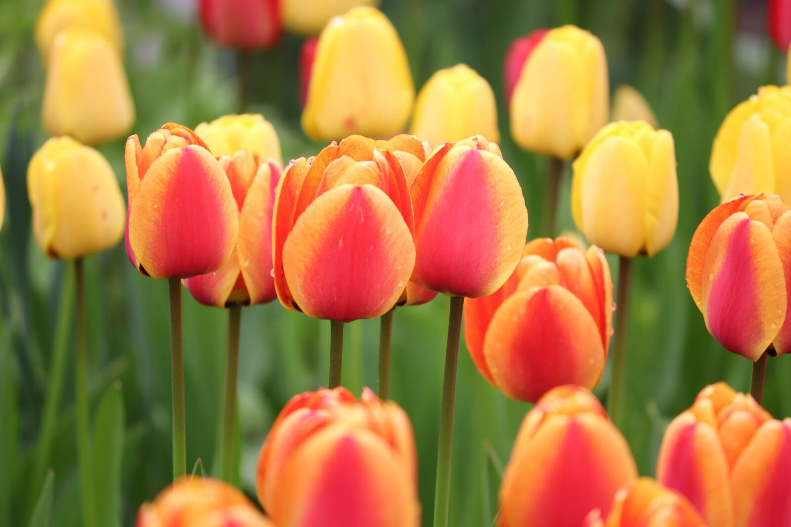 Canon EOS 200D (EOS Rebel SL2 / EOS Kiss X9) sample photo. Tulips, orange, yellow photography