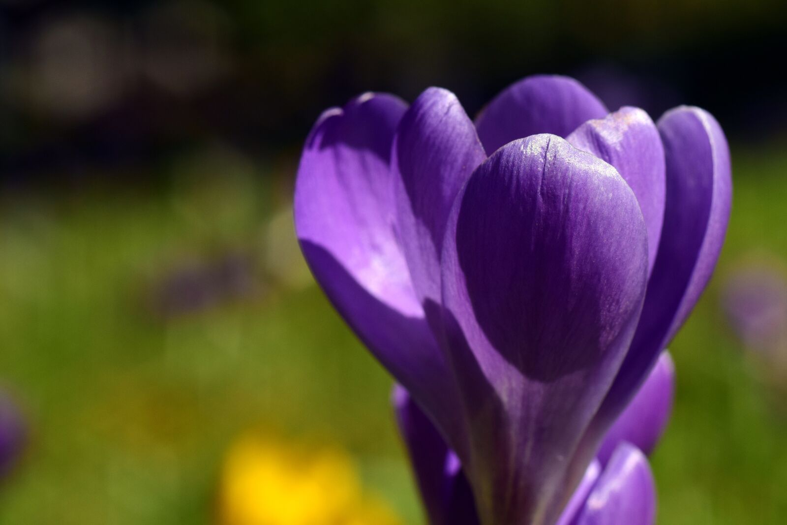 Nikon D3300 sample photo. Crocus, purple, close up photography
