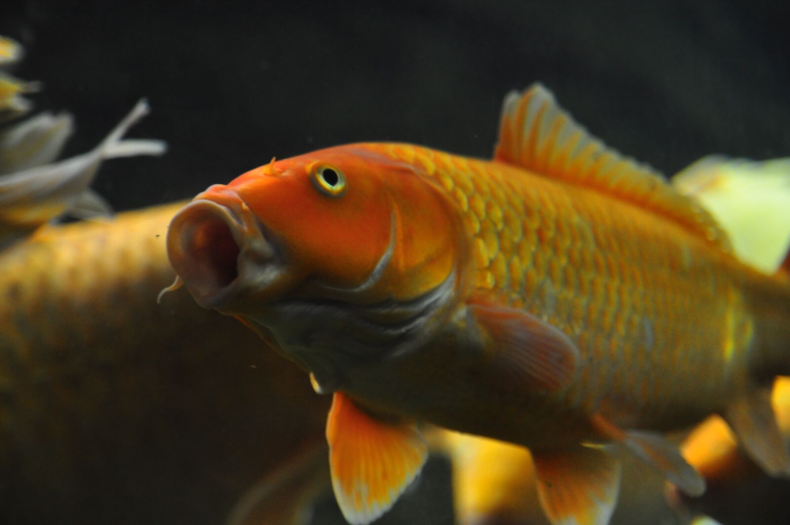 Nikon D90 sample photo. Fish, tank, aqua photography