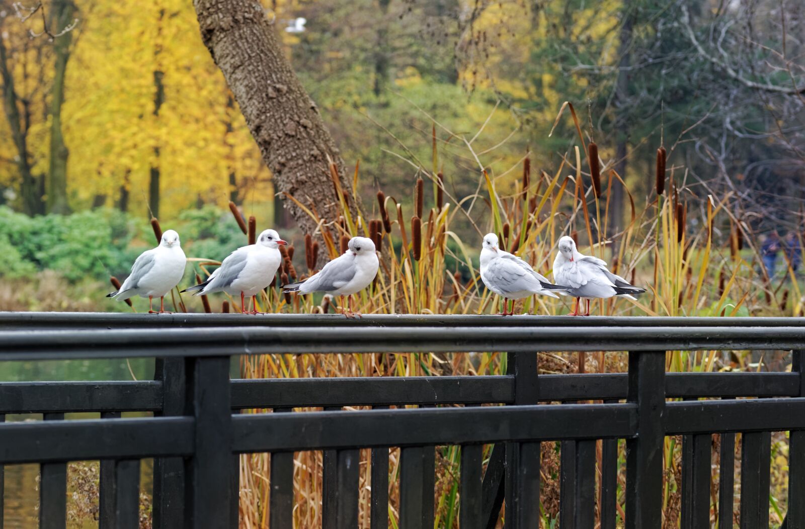 Nikon D5100 sample photo. Pigeons, plumage, white photography