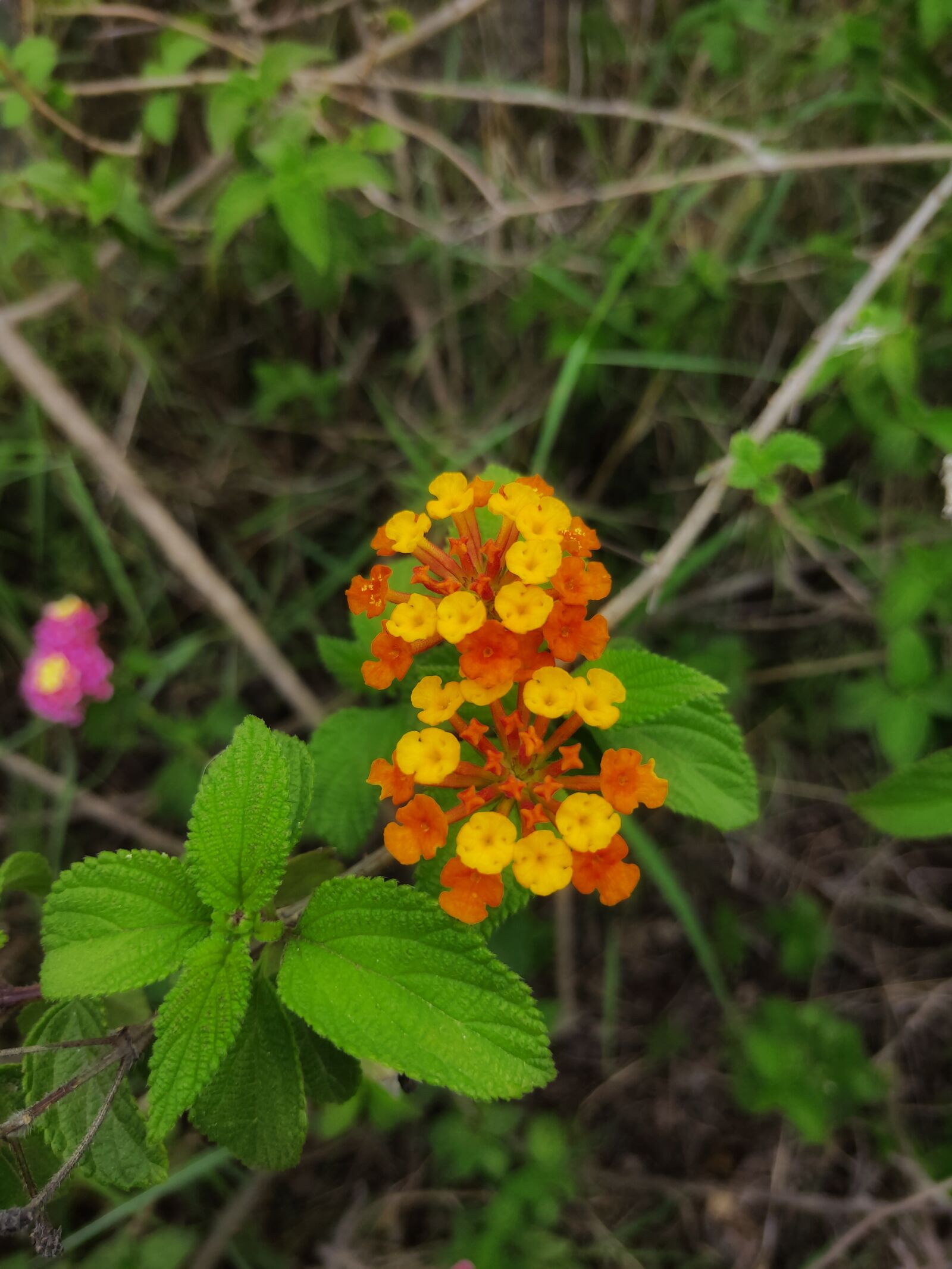 Realme 3 PRO sample photo. Flowers, colorful, green photography