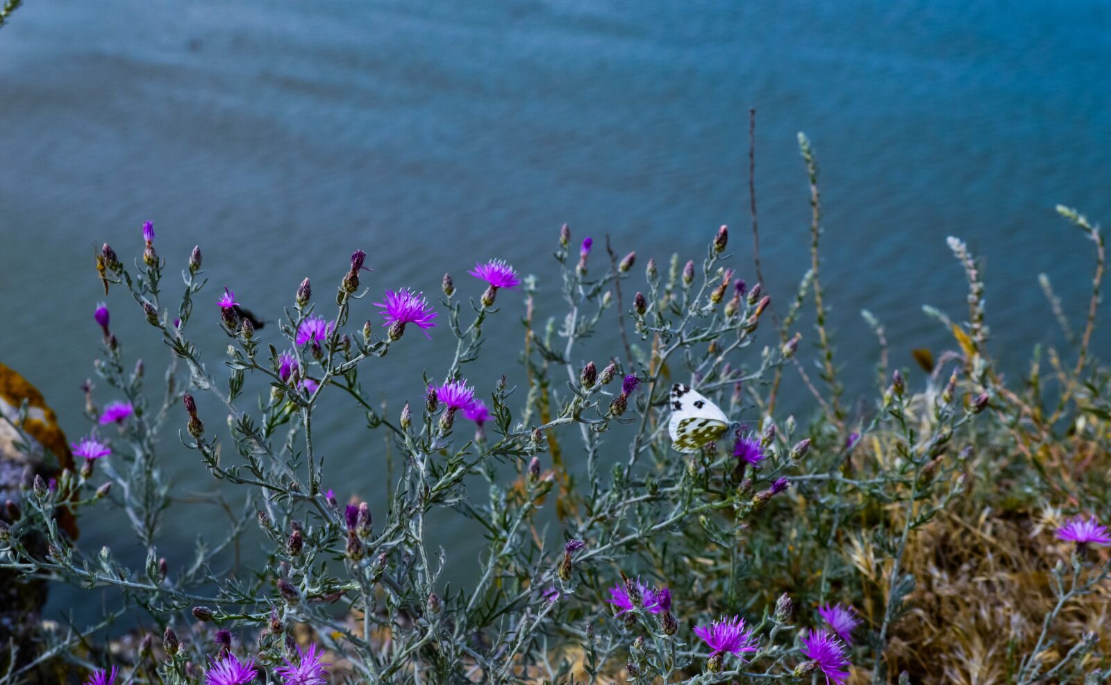 Nikon D3200 sample photo. Water, flowers, sea photography