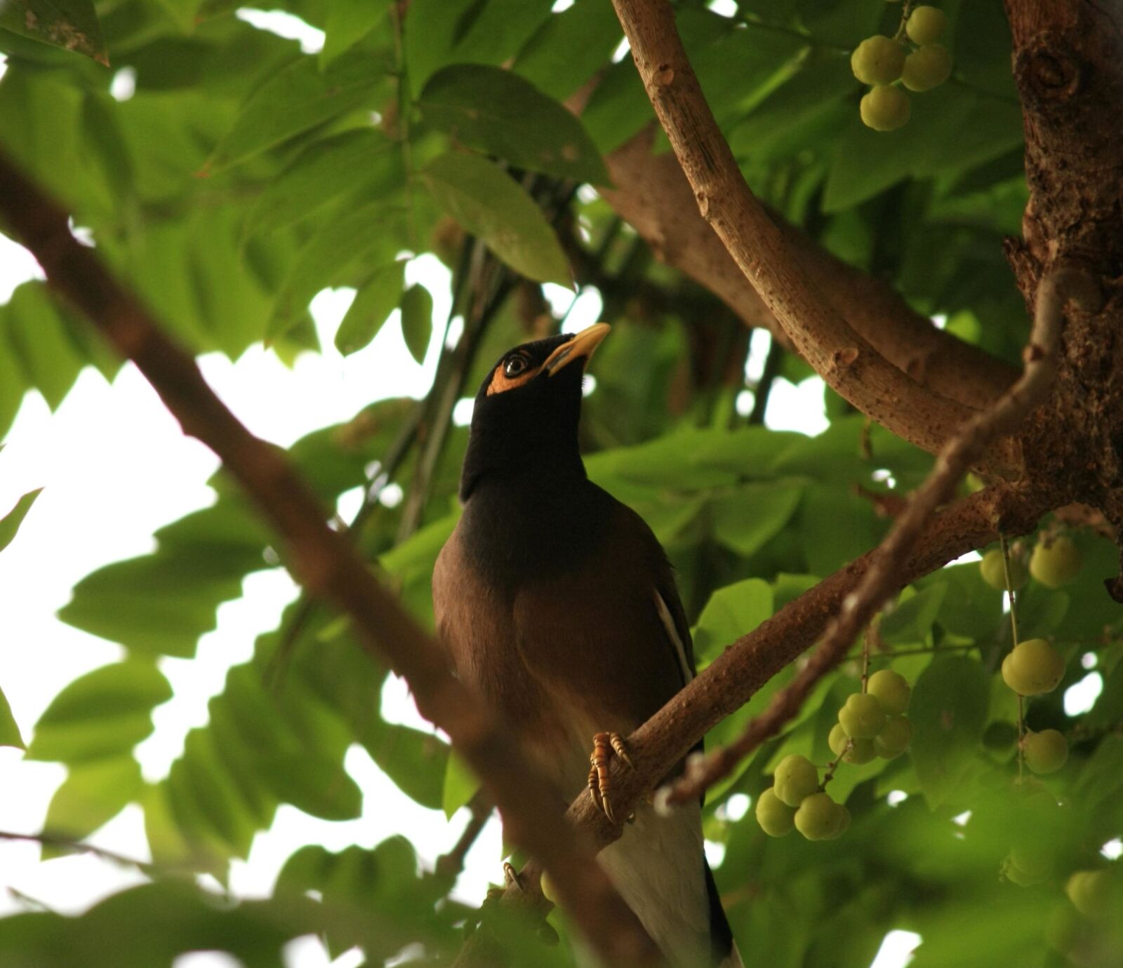 Canon EOS 1000D (EOS Digital Rebel XS / EOS Kiss F) sample photo. Bird, exotic, tree, branch photography
