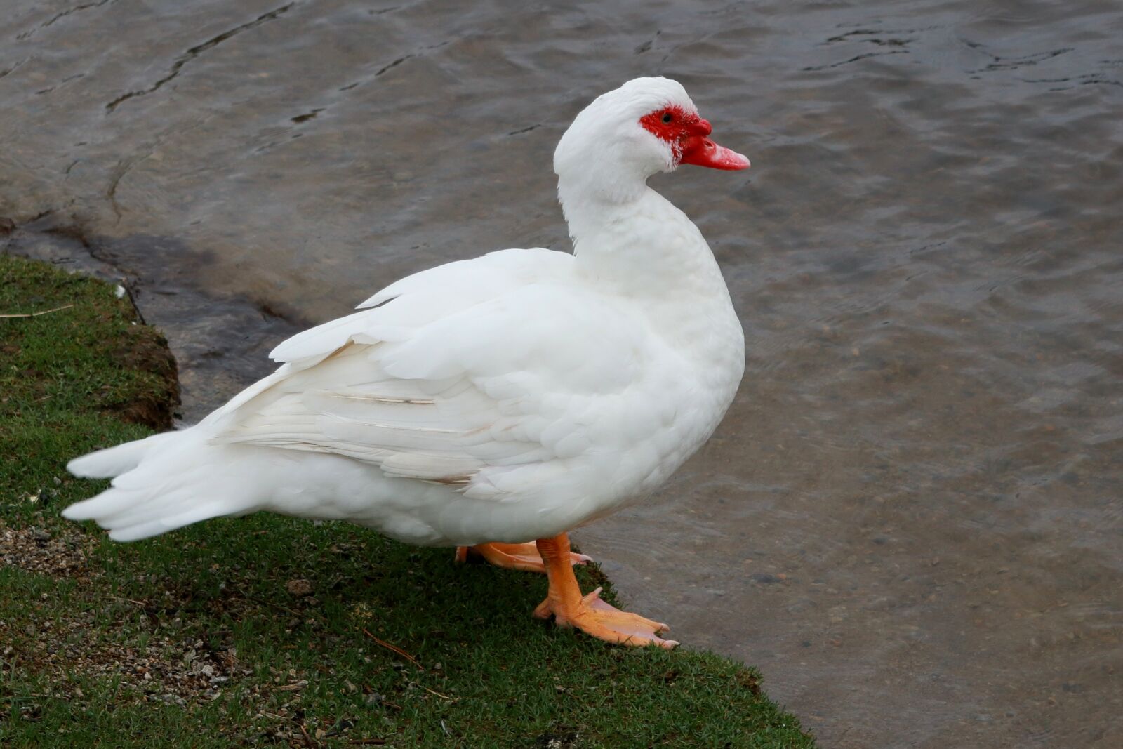 Canon PowerShot G1 X Mark III sample photo. Animals, duck, poultry photography