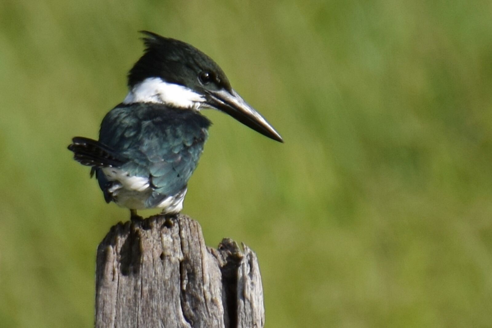 Nikon D5300 sample photo. Martin fisher, bird photography