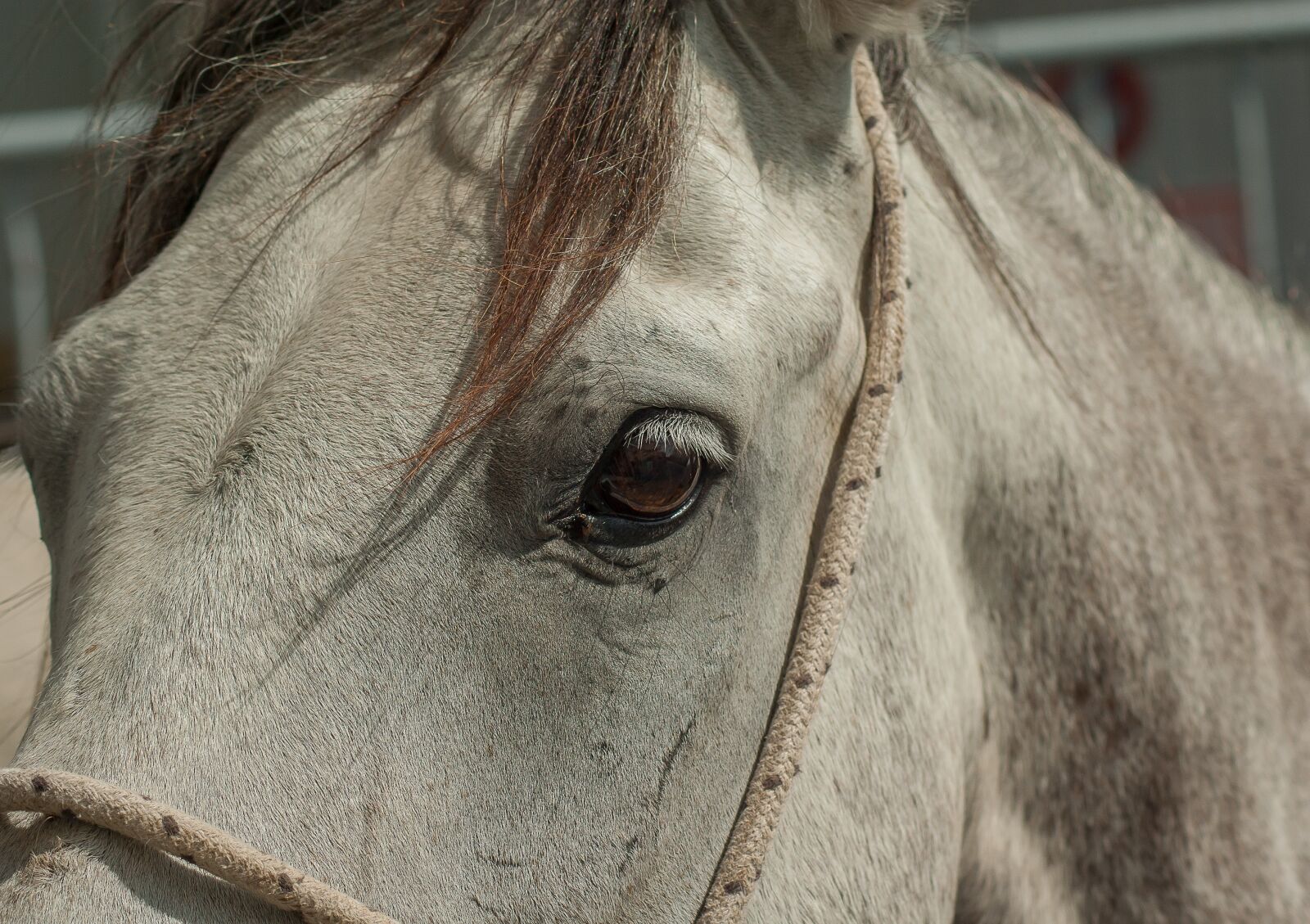 Pentax K10D sample photo. Horse, camargue, equine photography