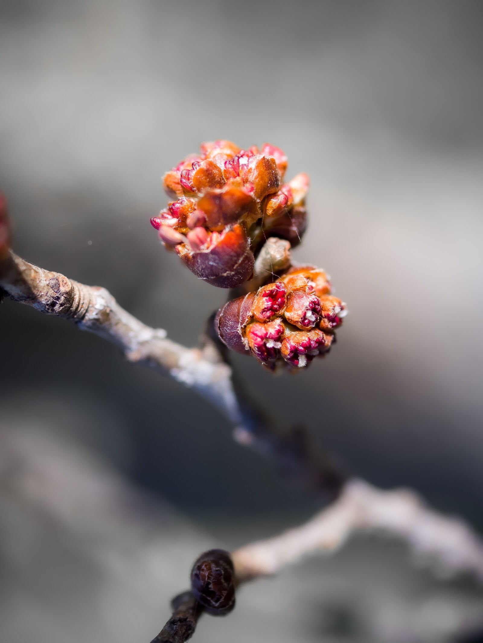 Olympus PEN E-PL9 sample photo. Bud, red, branch photography