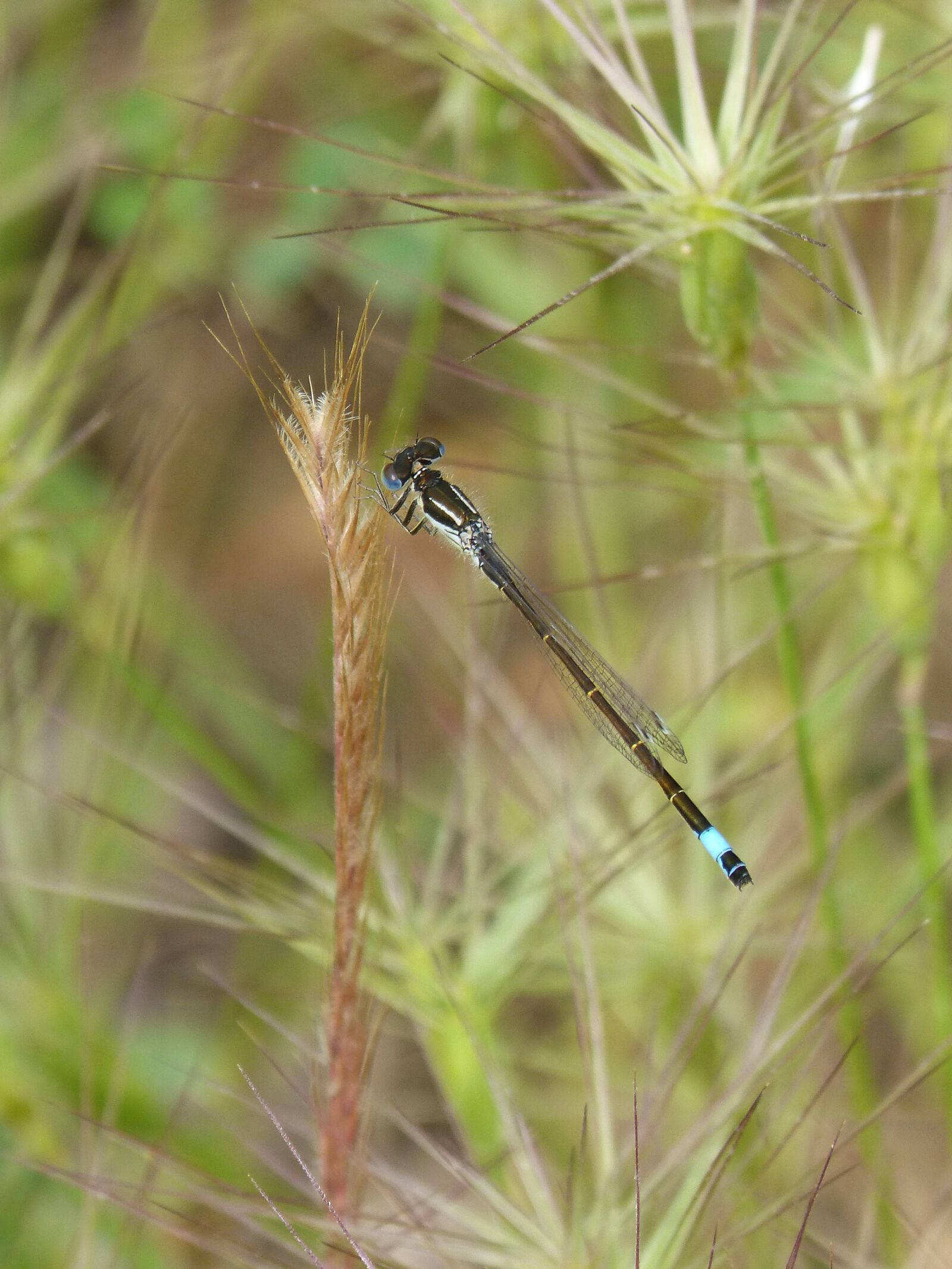 Panasonic DMC-FZ62 sample photo. Dragonfly, damselfly, ischnura elegans photography