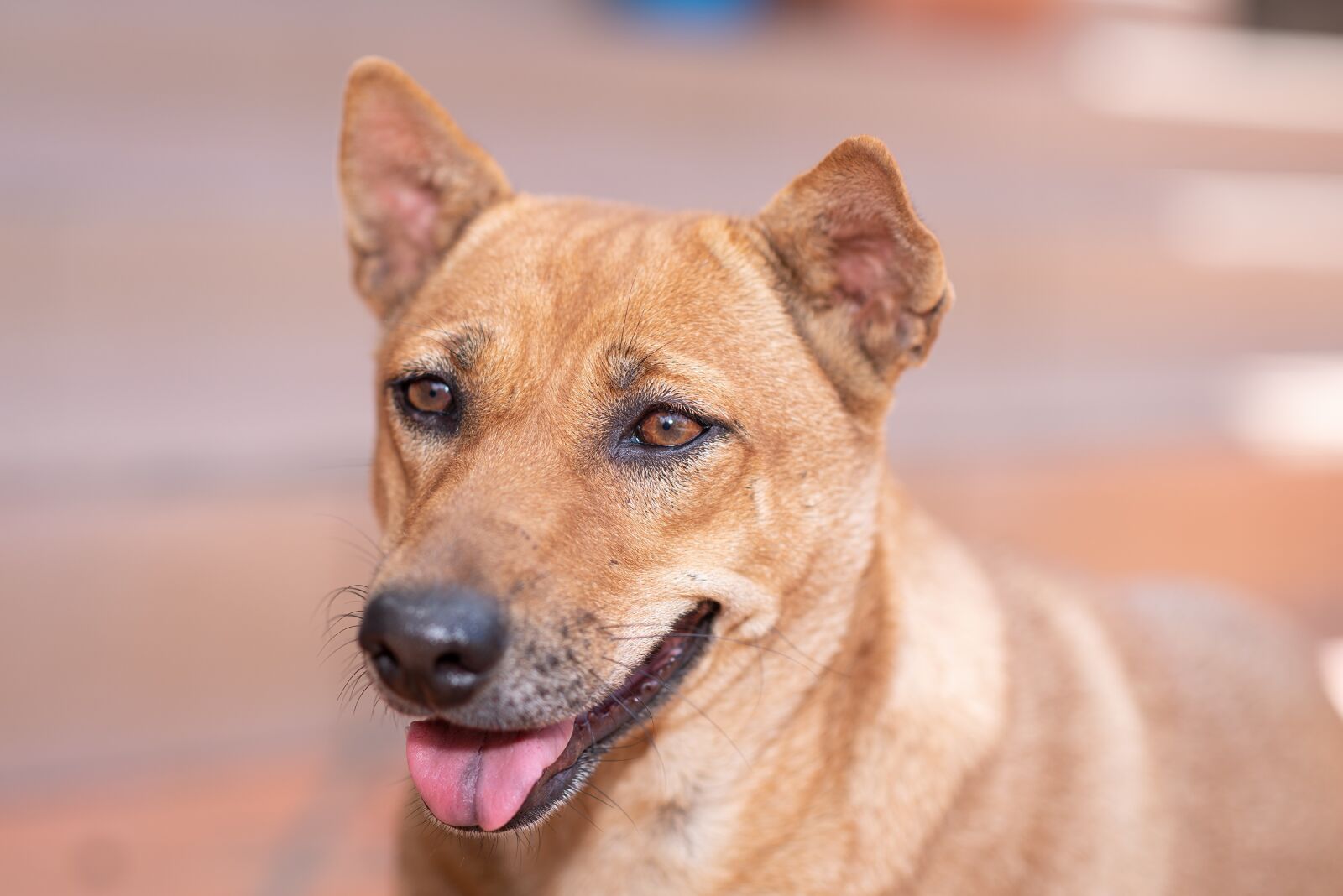 Nikon D750 sample photo. Dogs, wallpaper, pet photography