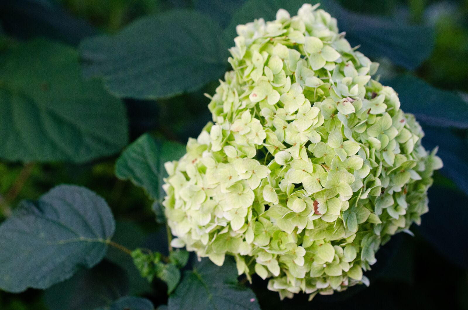 Nikon D7000 sample photo. Hydrangea, white flower, garden photography